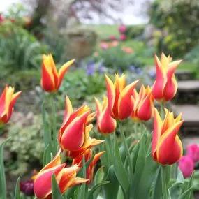 Synaeda King Tulip (Tulipa Synaeda King) Img 4